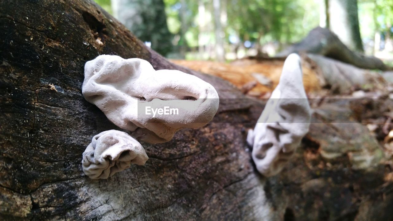 CLOSE-UP OF ANIMAL SKULL ON ROCK BY TREES