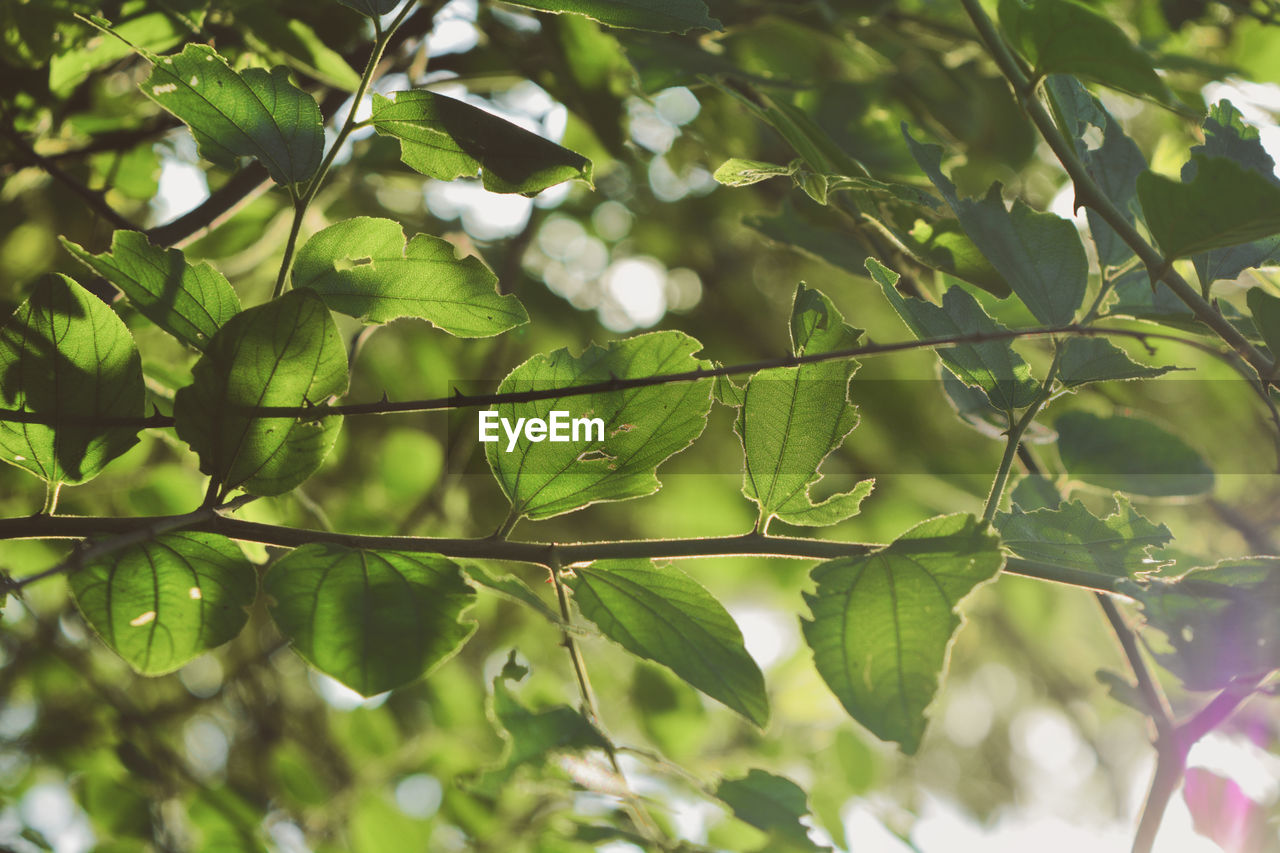 Close-up of green leaves on tree