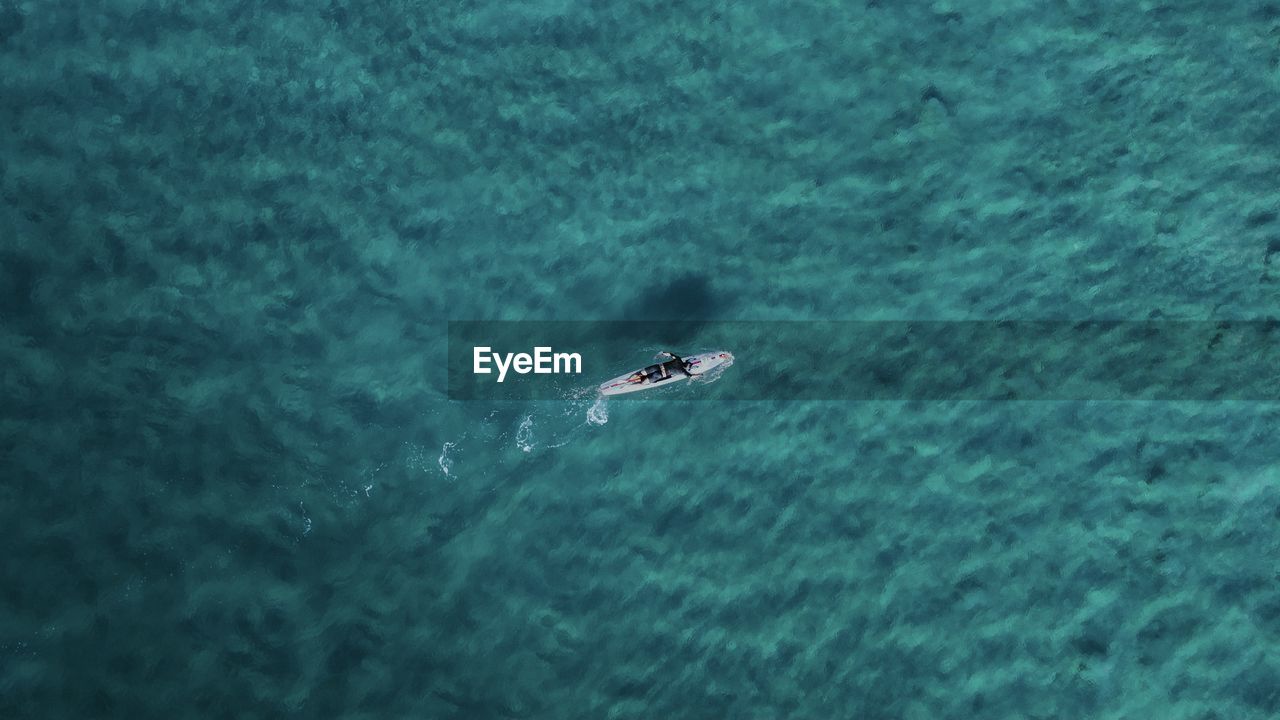 High angle view of whale swimming in sea