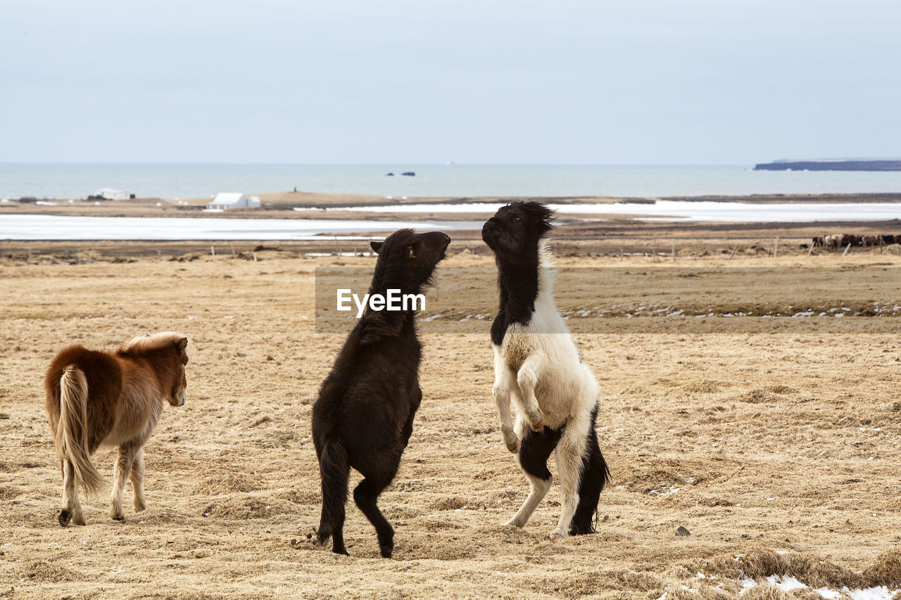 Icelandic horses fighting against each other on a meadow in spring