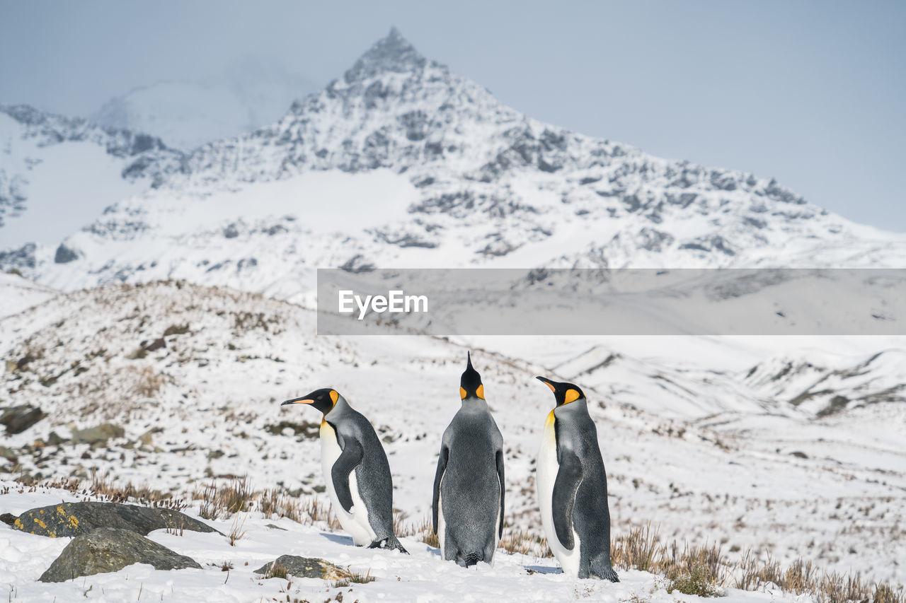 Snow covered mountains and penguins