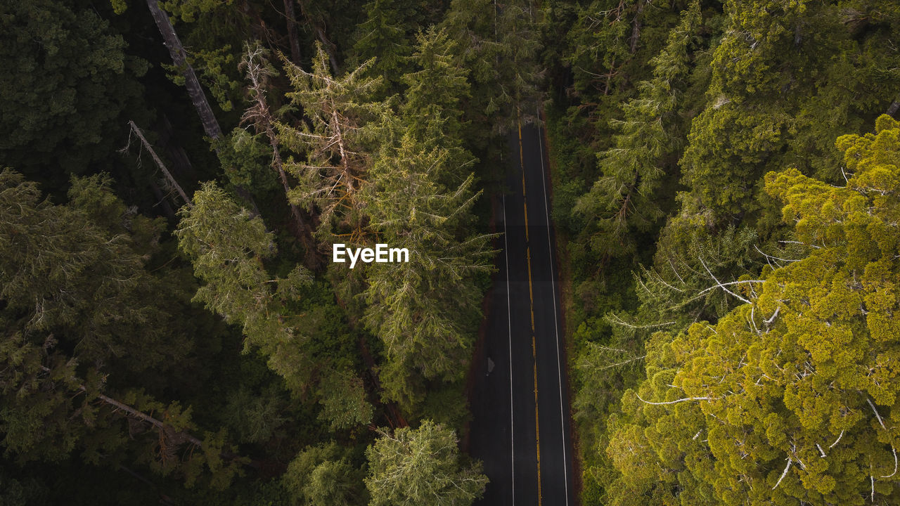 High angle view of mountain road amidst trees in redwood forest california national park 