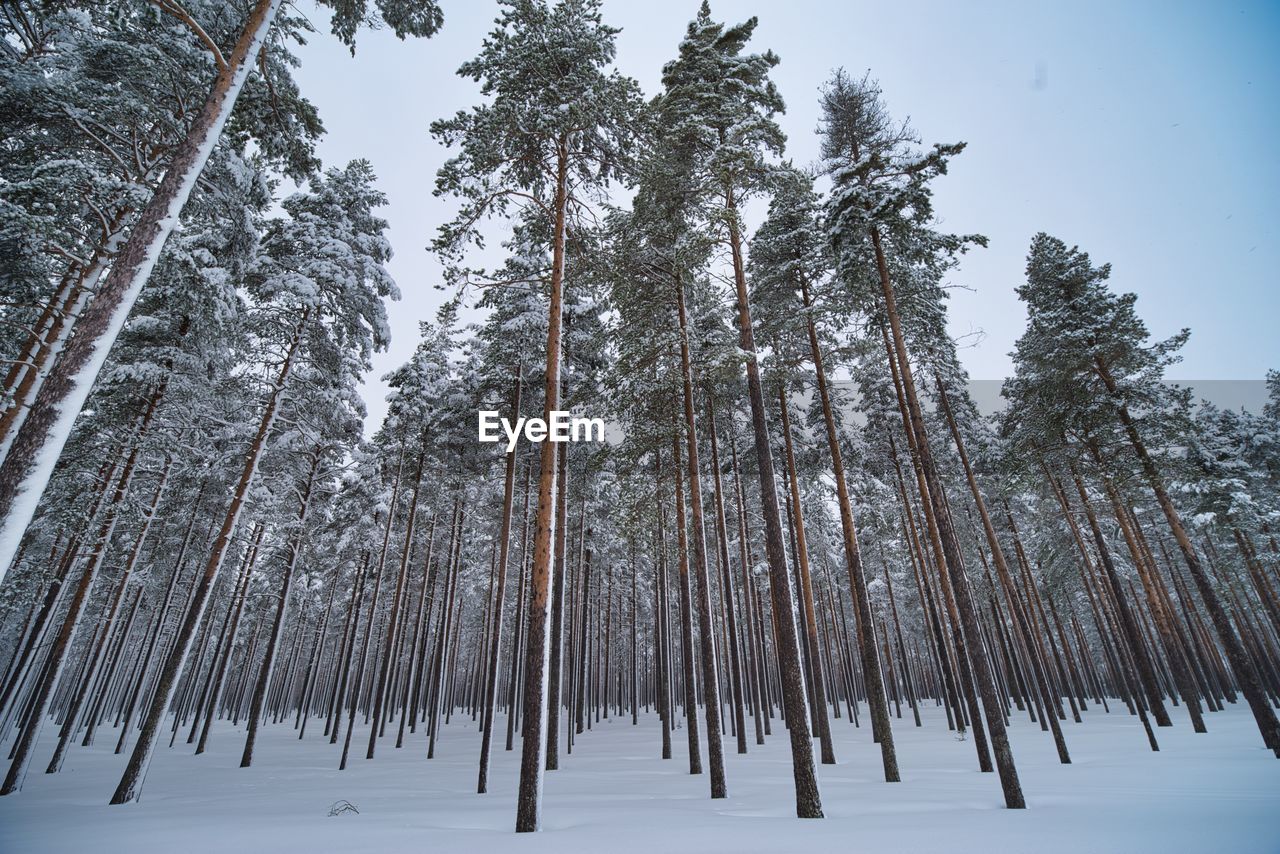 Low angle view of pine trees in snow covered forest