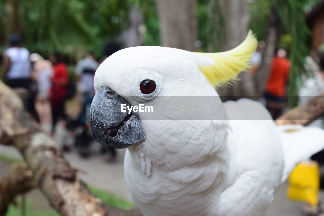 Look at me..... close-up of a cockatoo