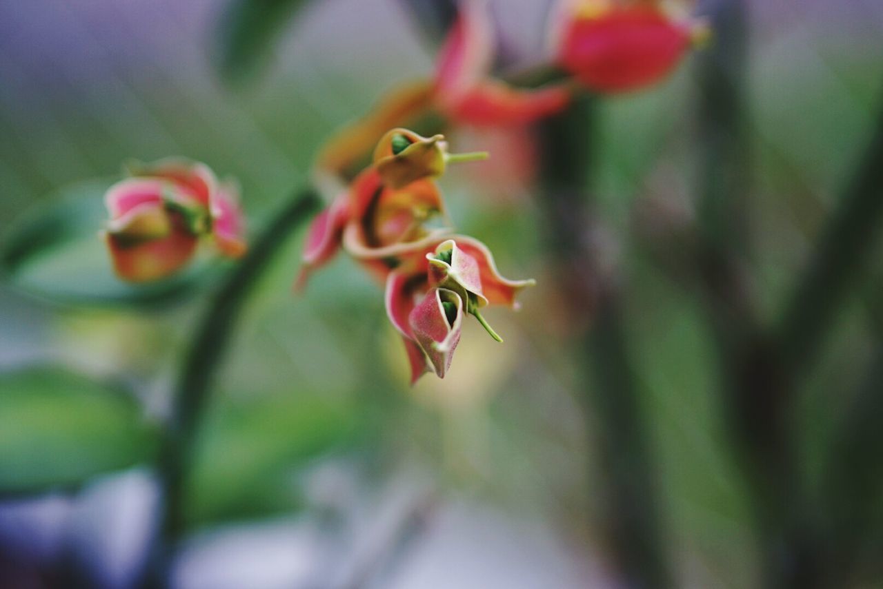 Close-up of flower blooming outdoors