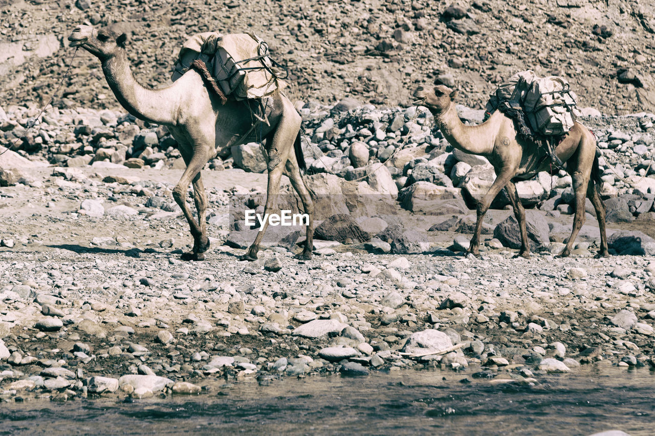 FLOCK OF SHEEP ON ROCK IN WATER