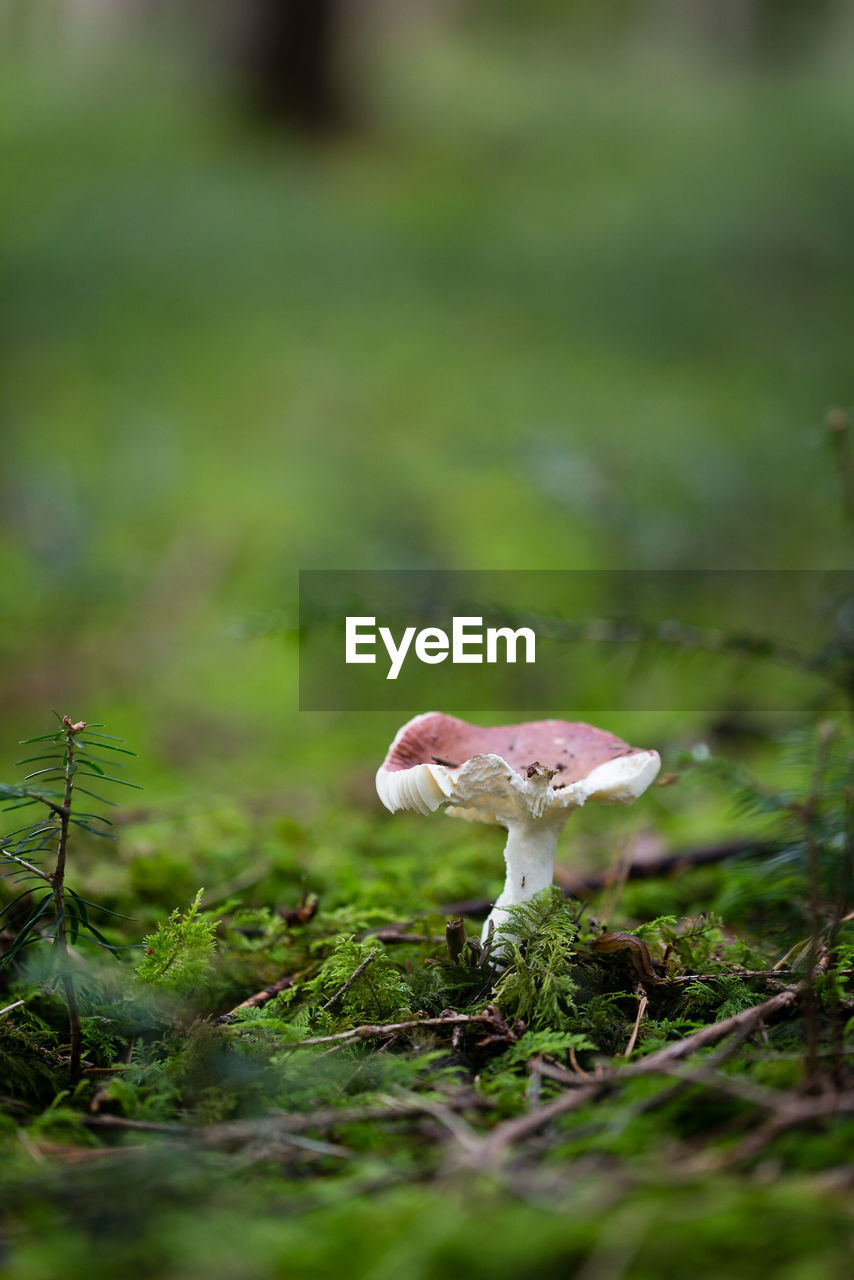 Close-up of mushroom growing on grassy field