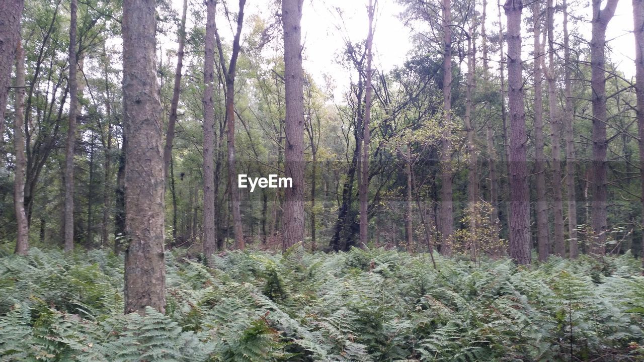View of fern in forest