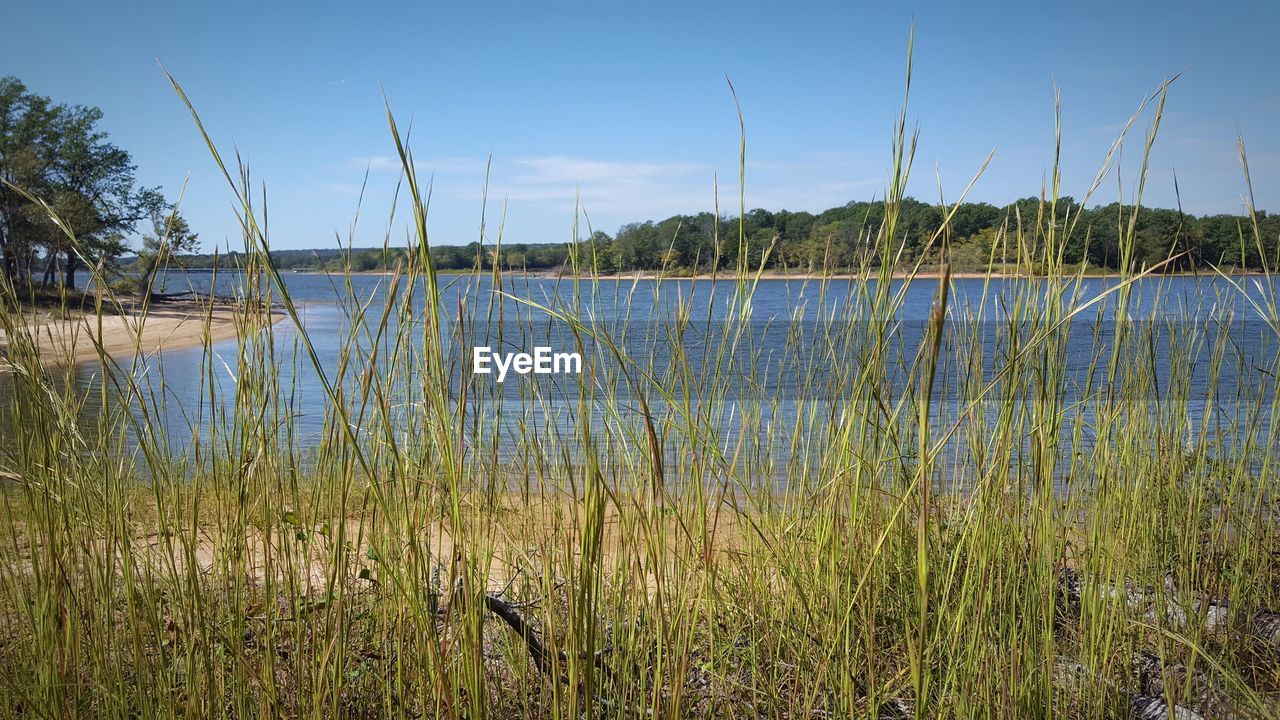 Scenic view of tall grass against lake and sky