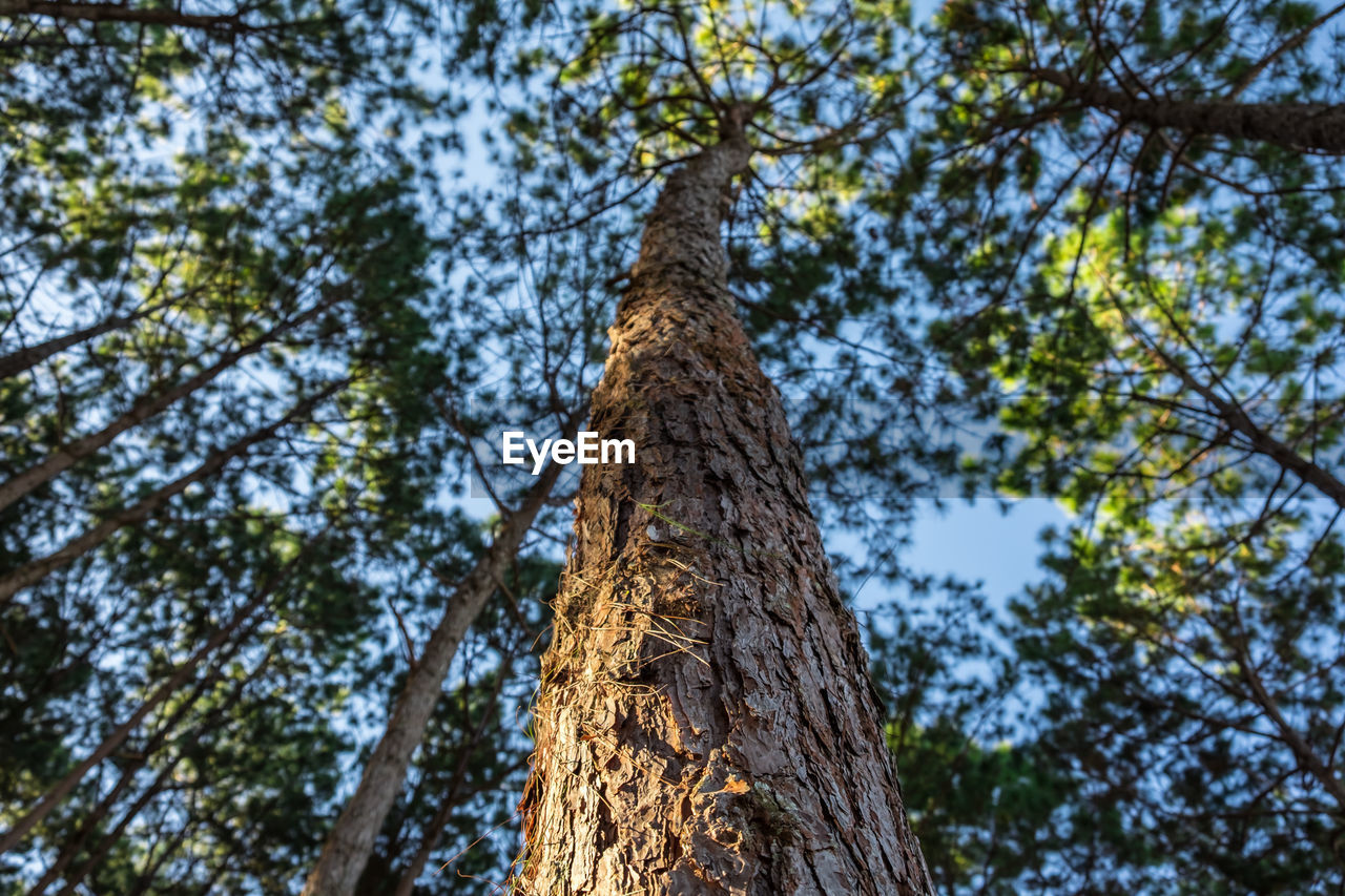 Low angle view of trees against sky