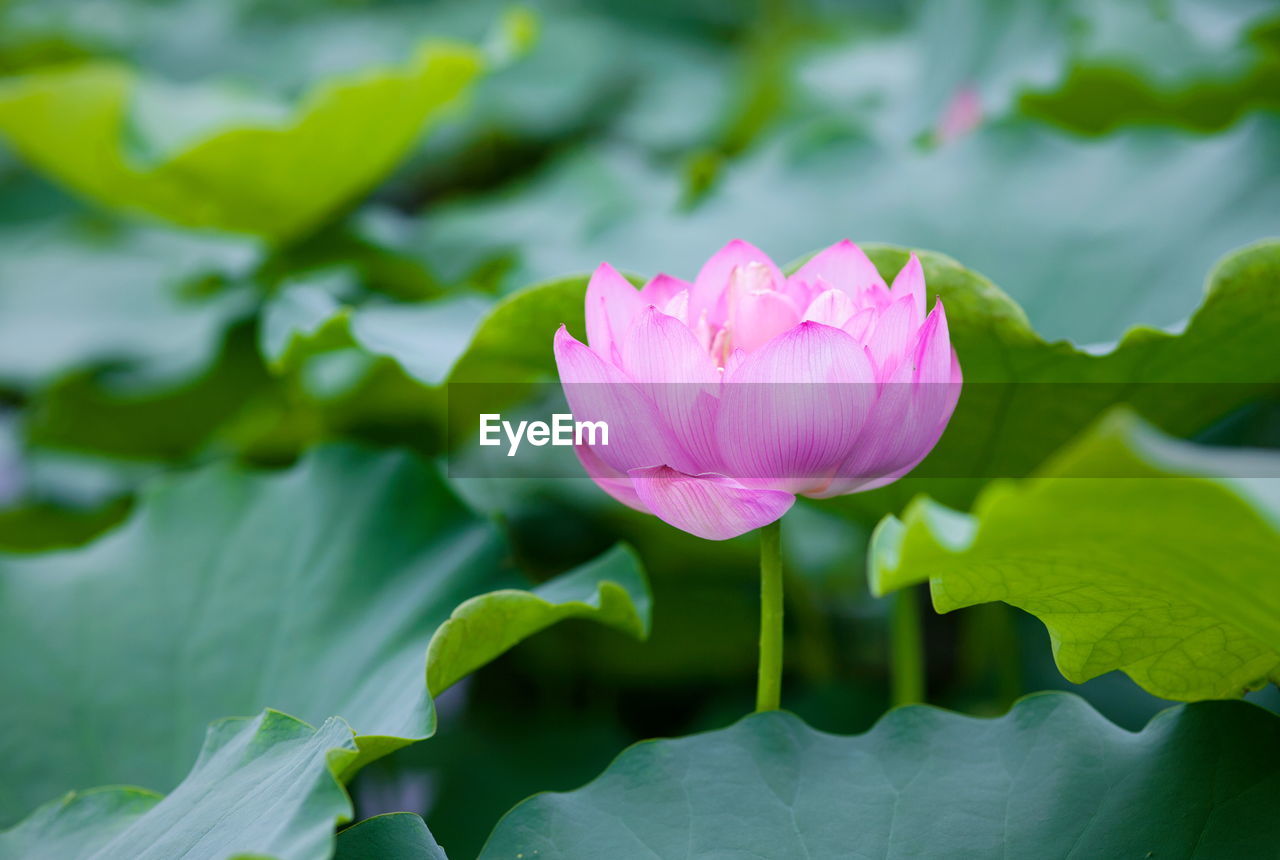 Close-up of water lily in pond