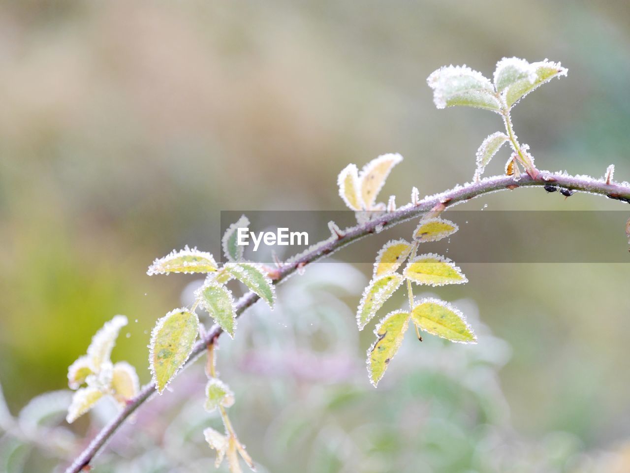 Close-up of snow on plant