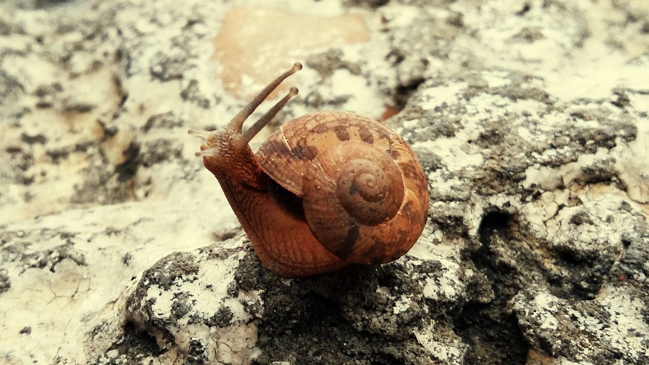 CLOSE-UP OF SNAIL ON WALL