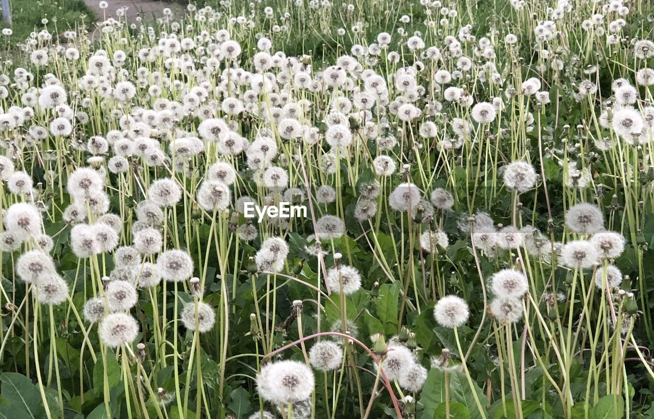 Close-up of white flowering plants on field