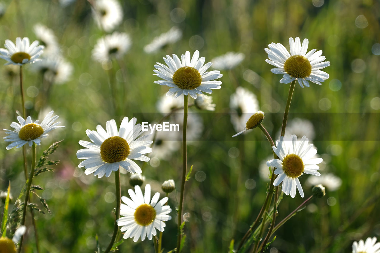 Oxeye daisy and colourful bokeh against natural morning sunlight.
