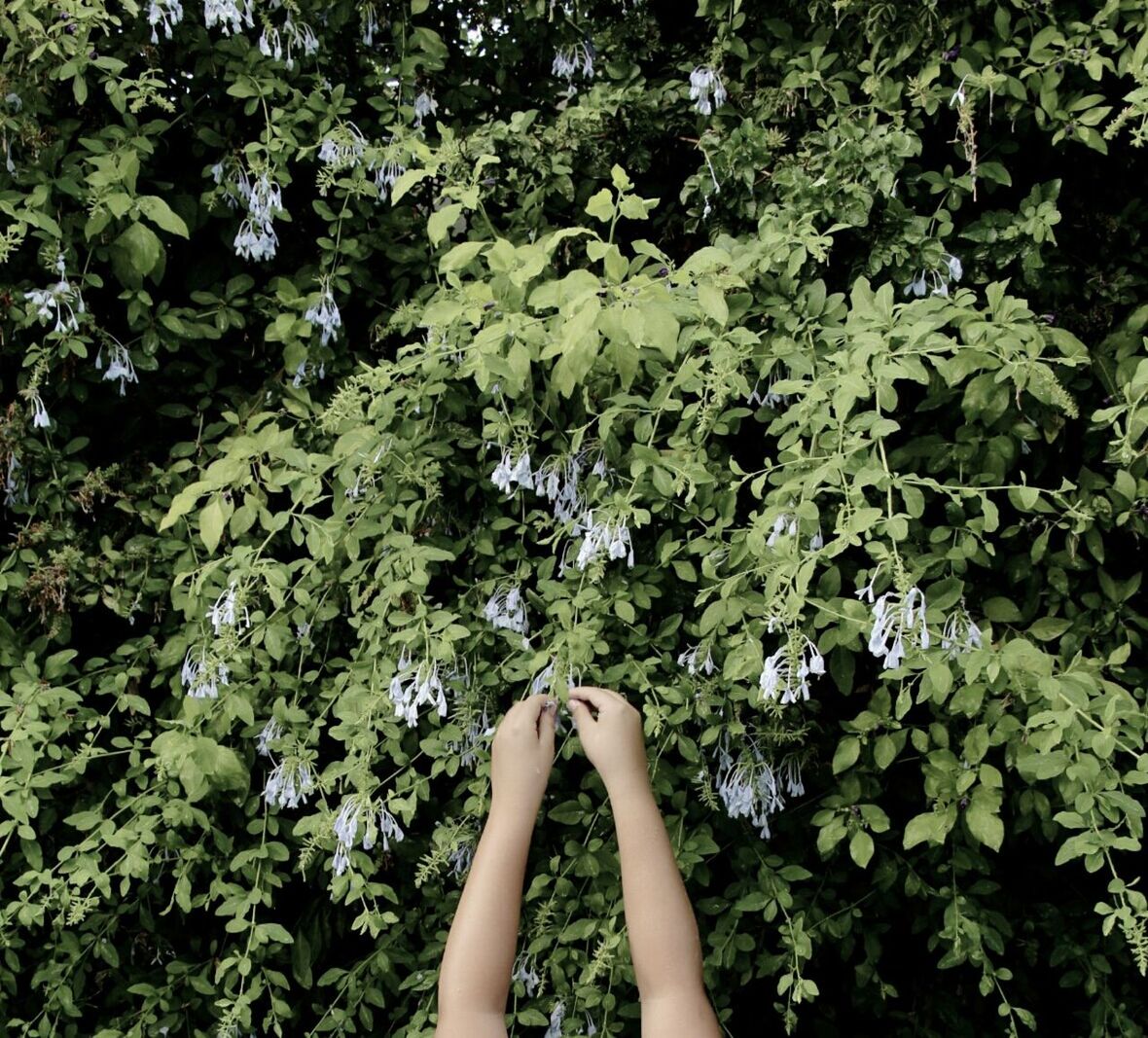 Cropped image of person hands picking flowers