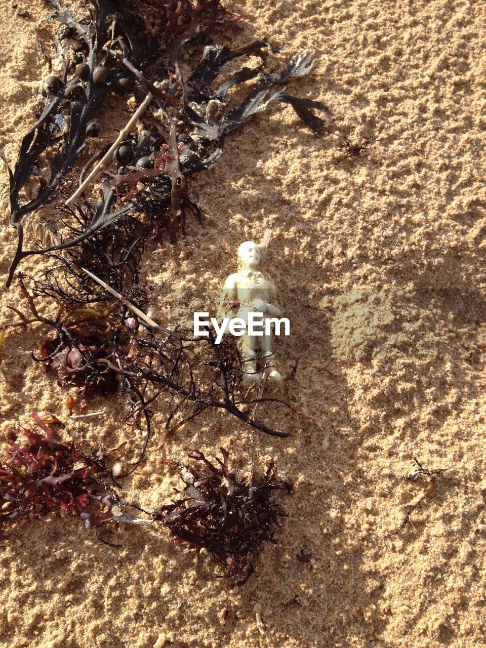 High angle view of figurine with coral on beach