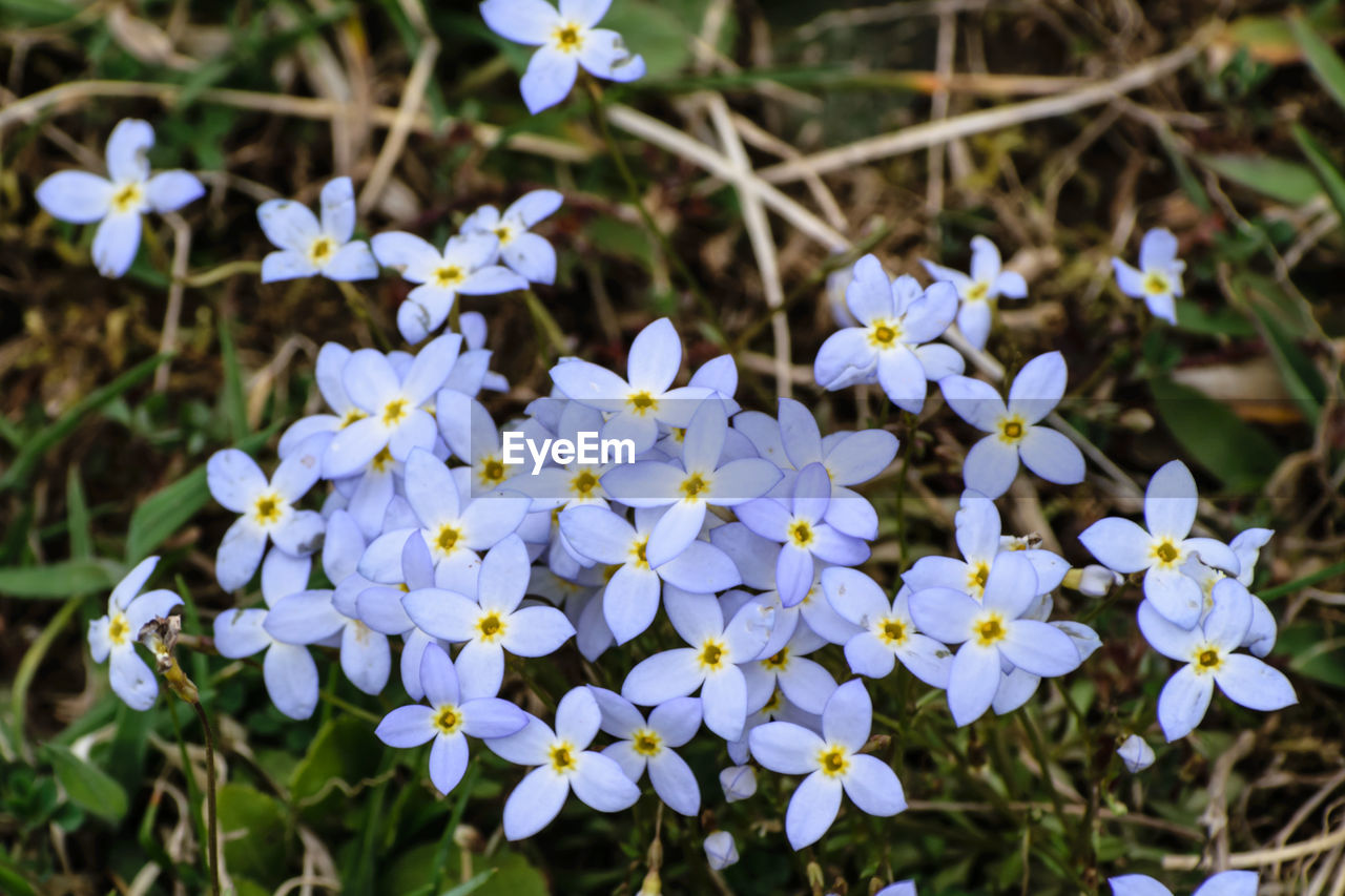 CLOSE-UP OF FLOWERS BLOOMING OUTDOORS