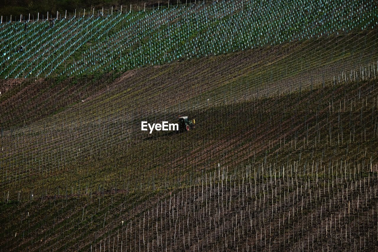 High angle view of crops on field