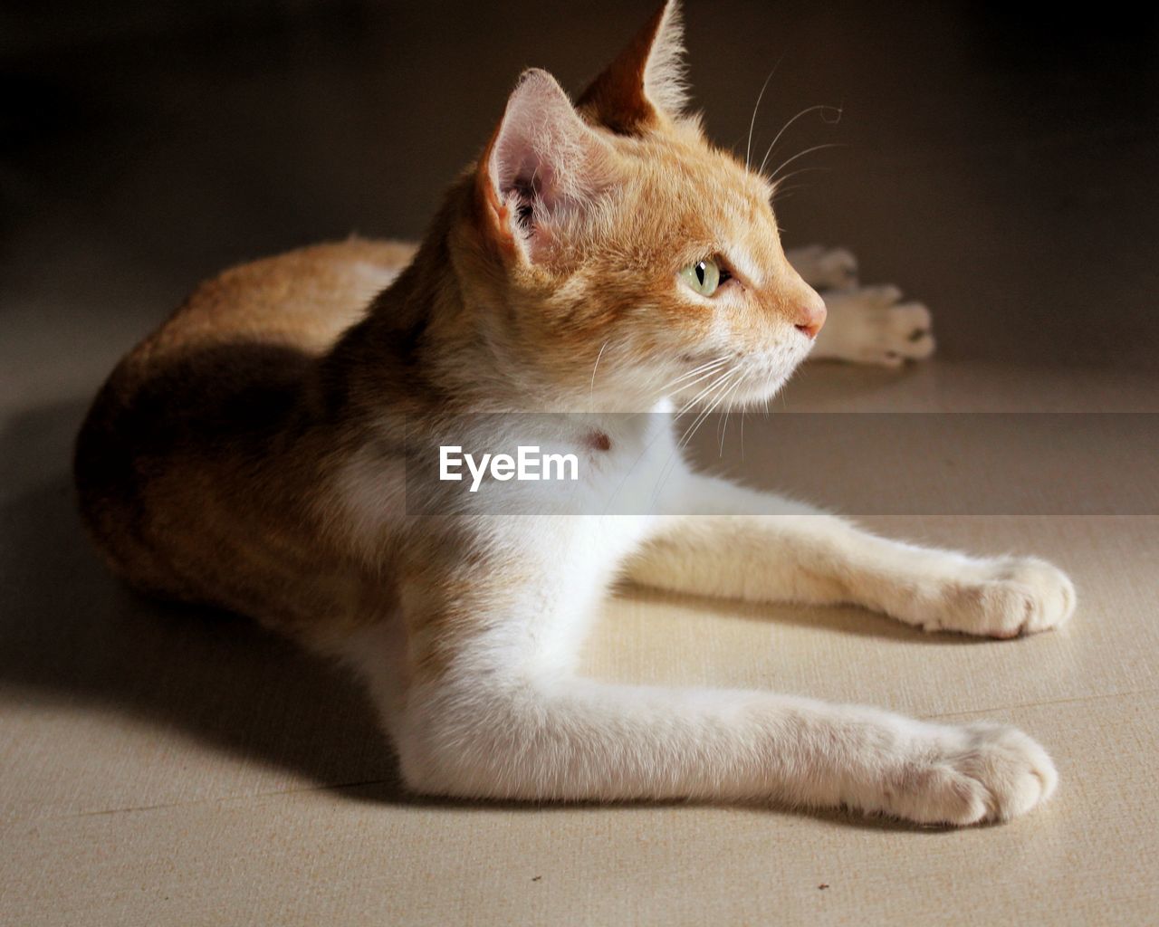 CLOSE-UP OF CAT SITTING ON CARPET