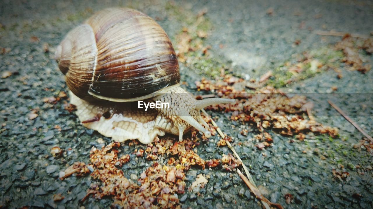 Close-up of snail