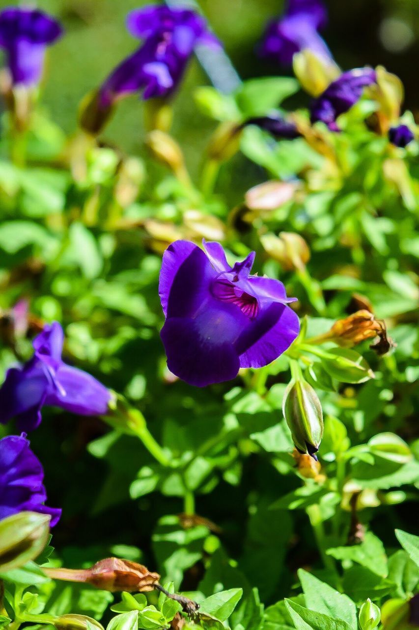 CLOSE-UP OF PURPLE CROCUS FLOWERS