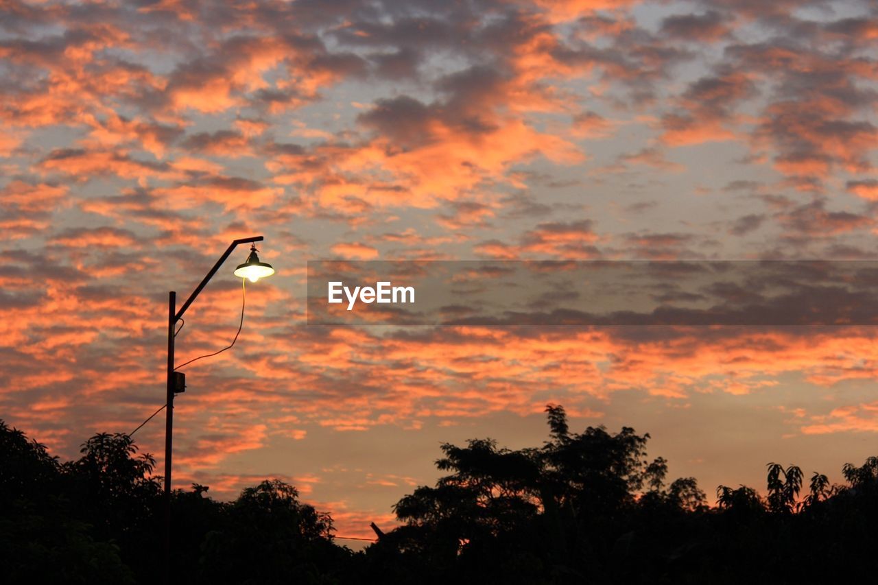 Trees and illuminated street light during sunset