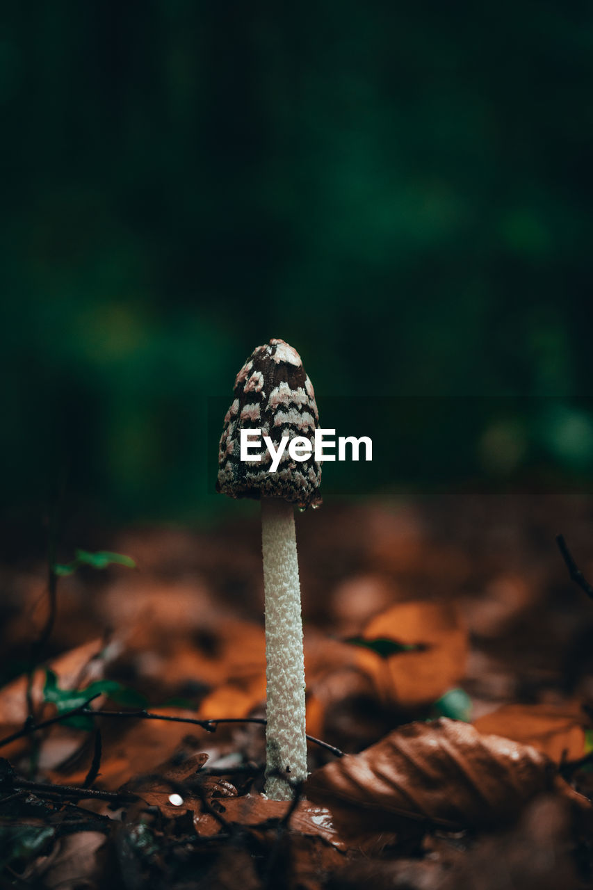 close-up of mushroom