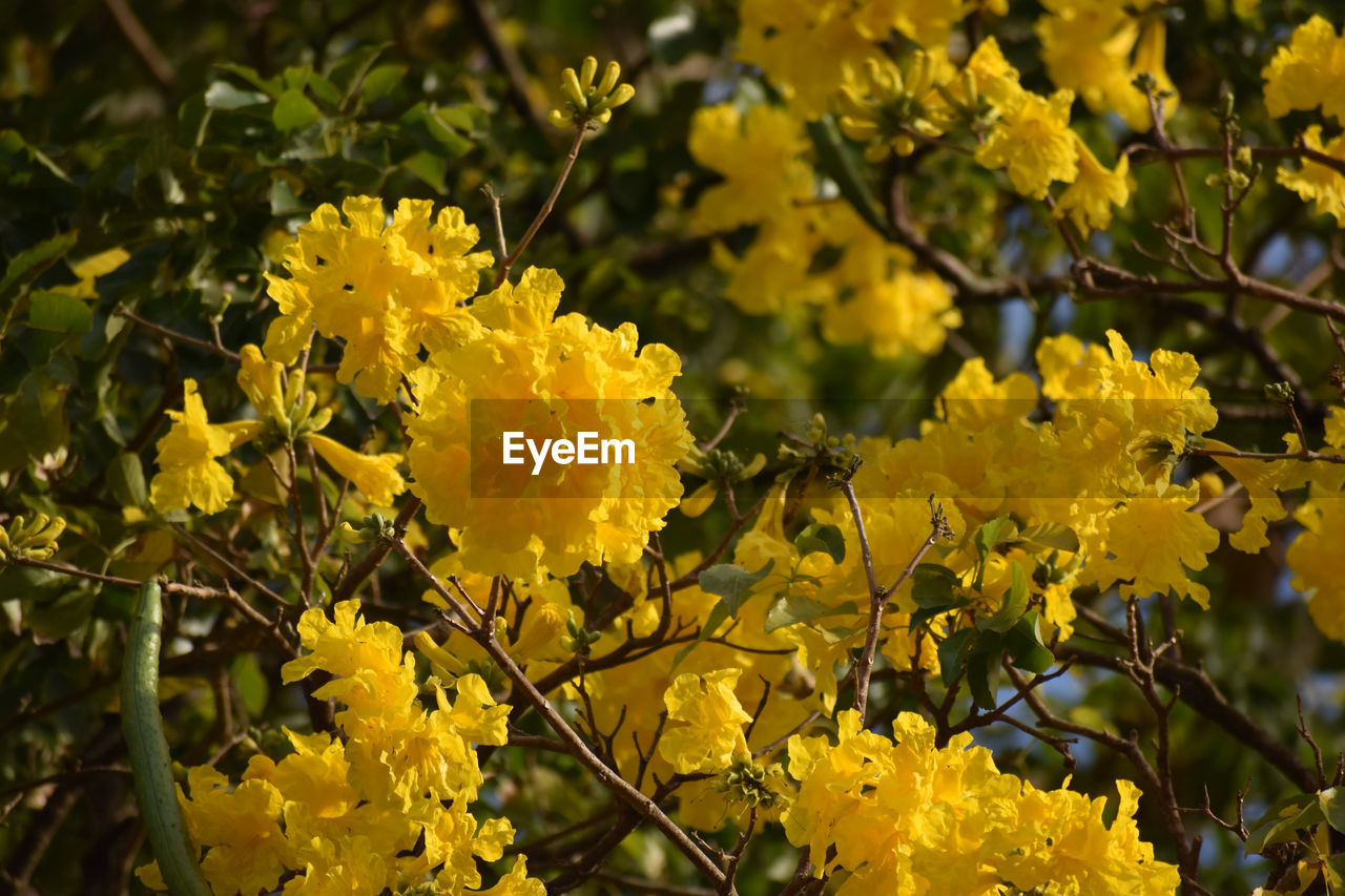 plant, yellow, beauty in nature, flower, tree, flowering plant, growth, freshness, nature, plant part, leaf, shrub, sunlight, close-up, blossom, produce, no people, branch, focus on foreground, outdoors, day, fragility, autumn, food, food and drink, flower head, land, springtime, inflorescence