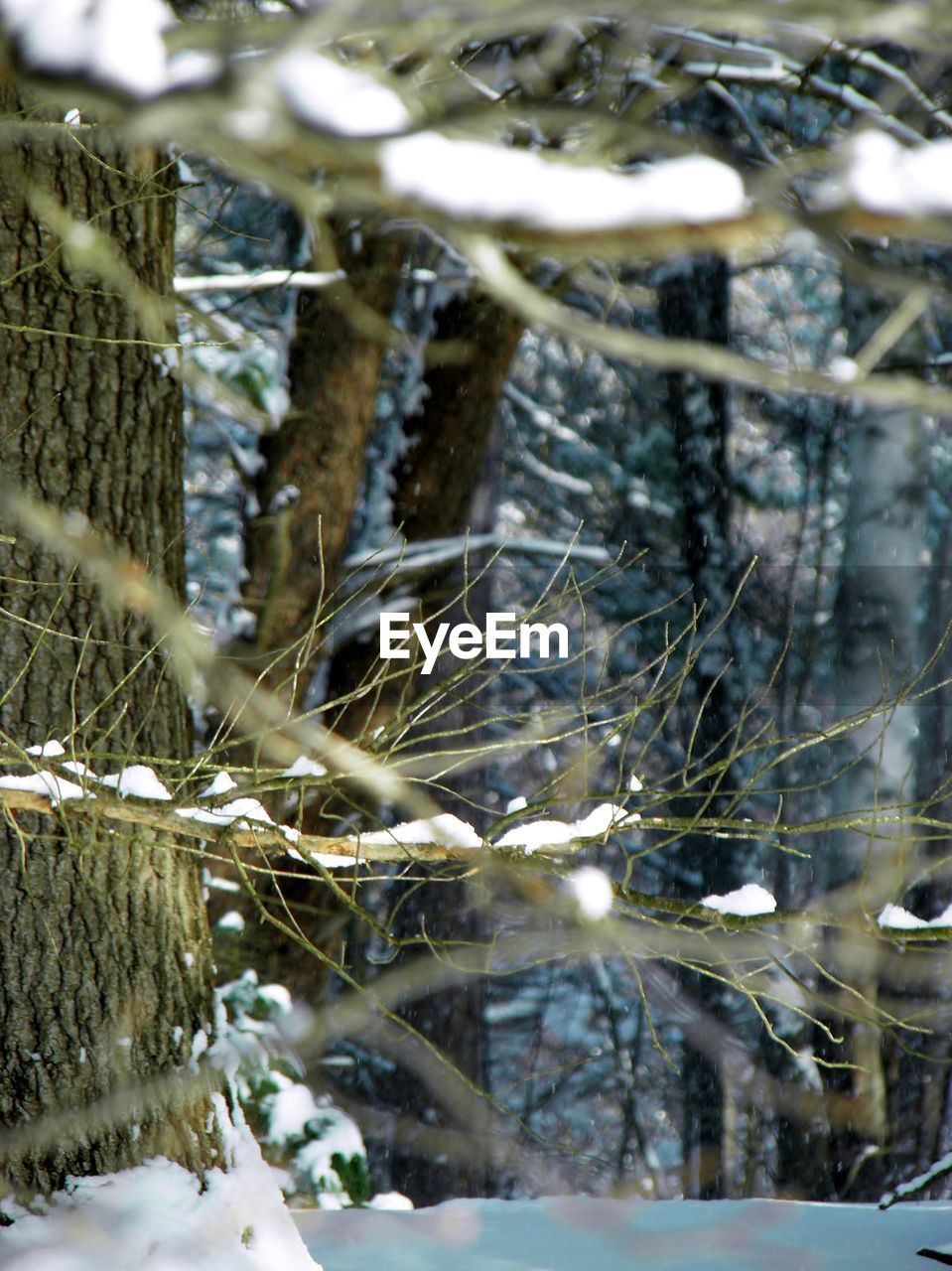 CLOSE-UP OF SNOW COVERED TREE