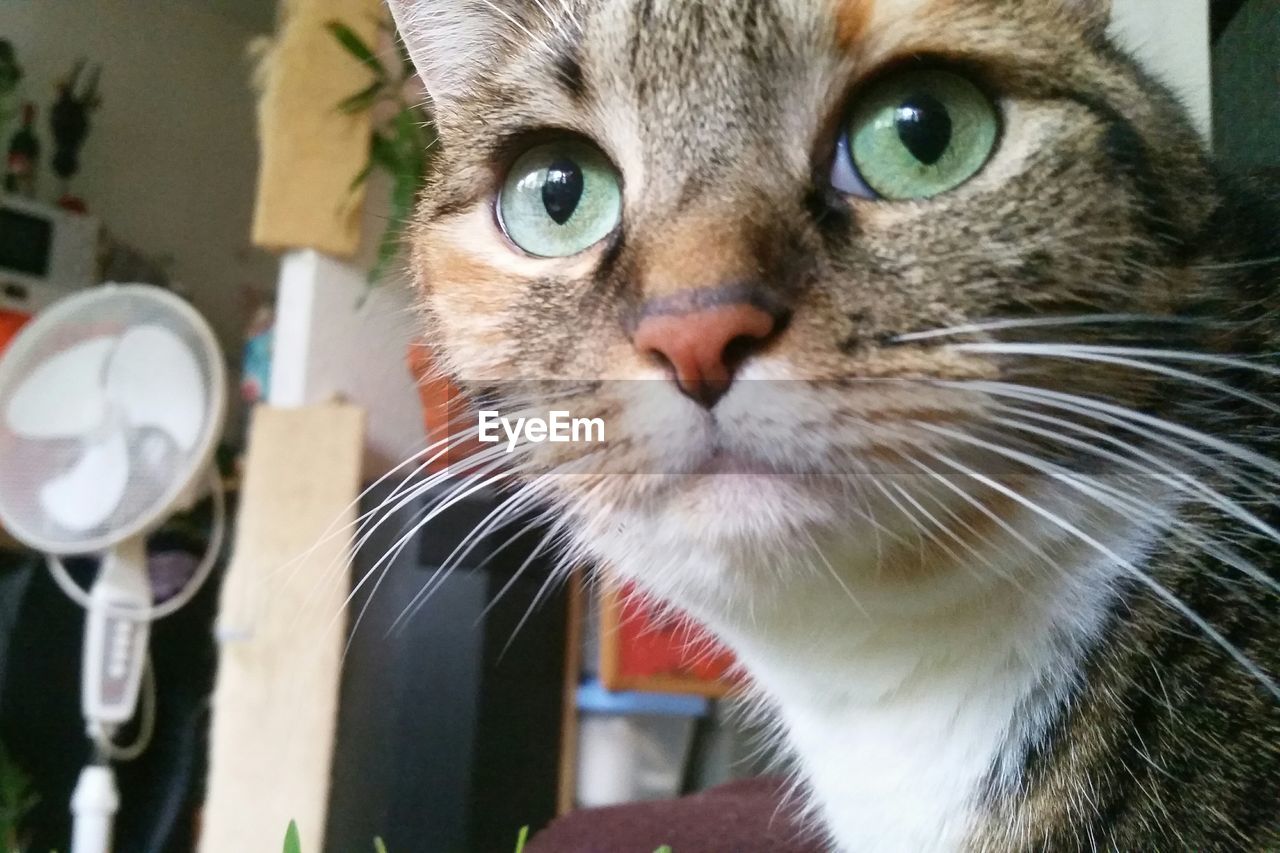 CLOSE-UP PORTRAIT OF CAT WITH EYES