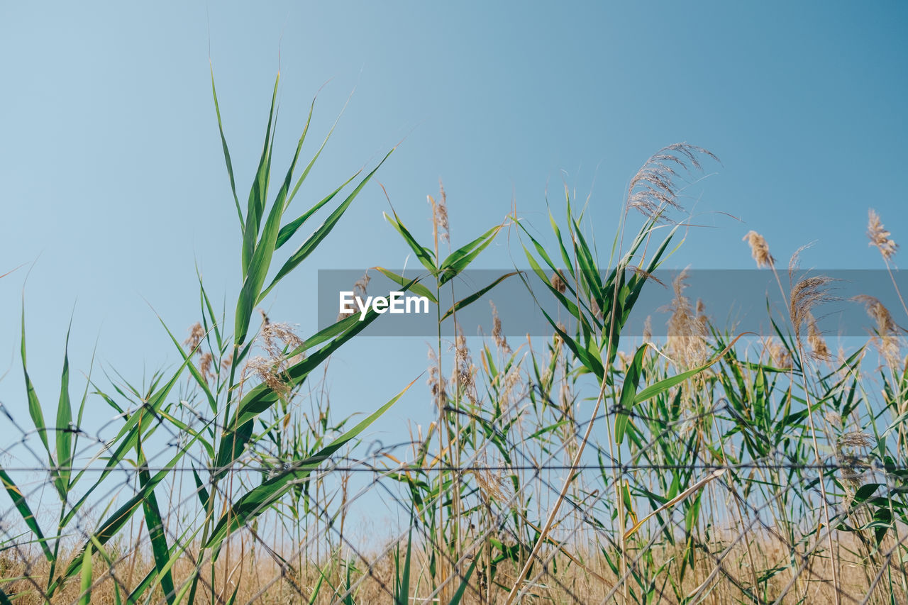 Low angle view of plants growing on field against clear sky