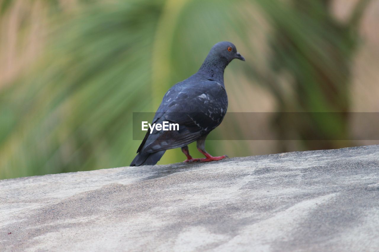 CLOSE-UP OF A BIRD PERCHING ON A WALL