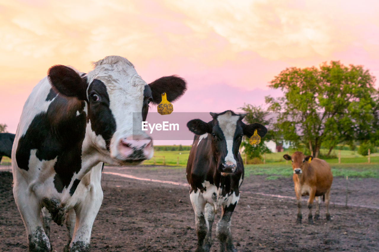 Cows on field against sky during sunset