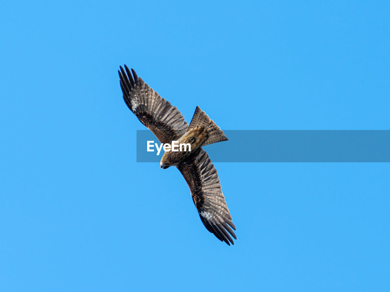 flying, animal, animal themes, bird, animal wildlife, wildlife, spread wings, one animal, blue, sky, clear sky, bird of prey, animal body part, nature, no people, falcon, mid-air, low angle view, buzzard, eagle, motion, copy space, hawk, animal wing, sunny, outdoors, full length, day, beauty in nature, wing