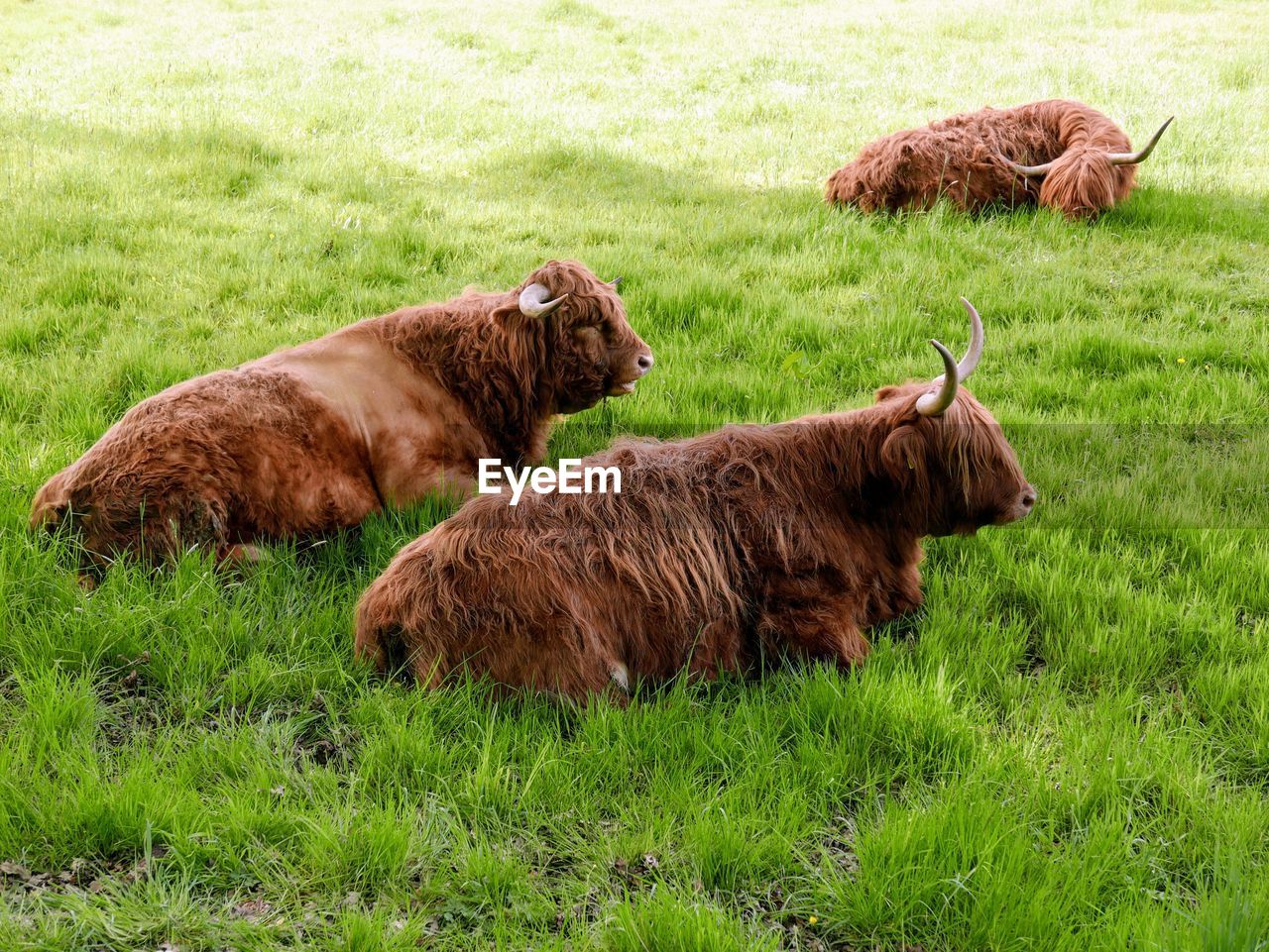 Highland cows in a field