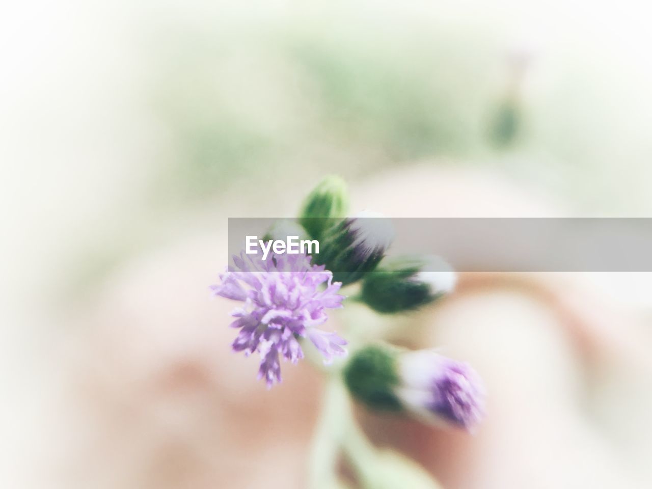 CLOSE-UP OF PURPLE FLOWER PLANT