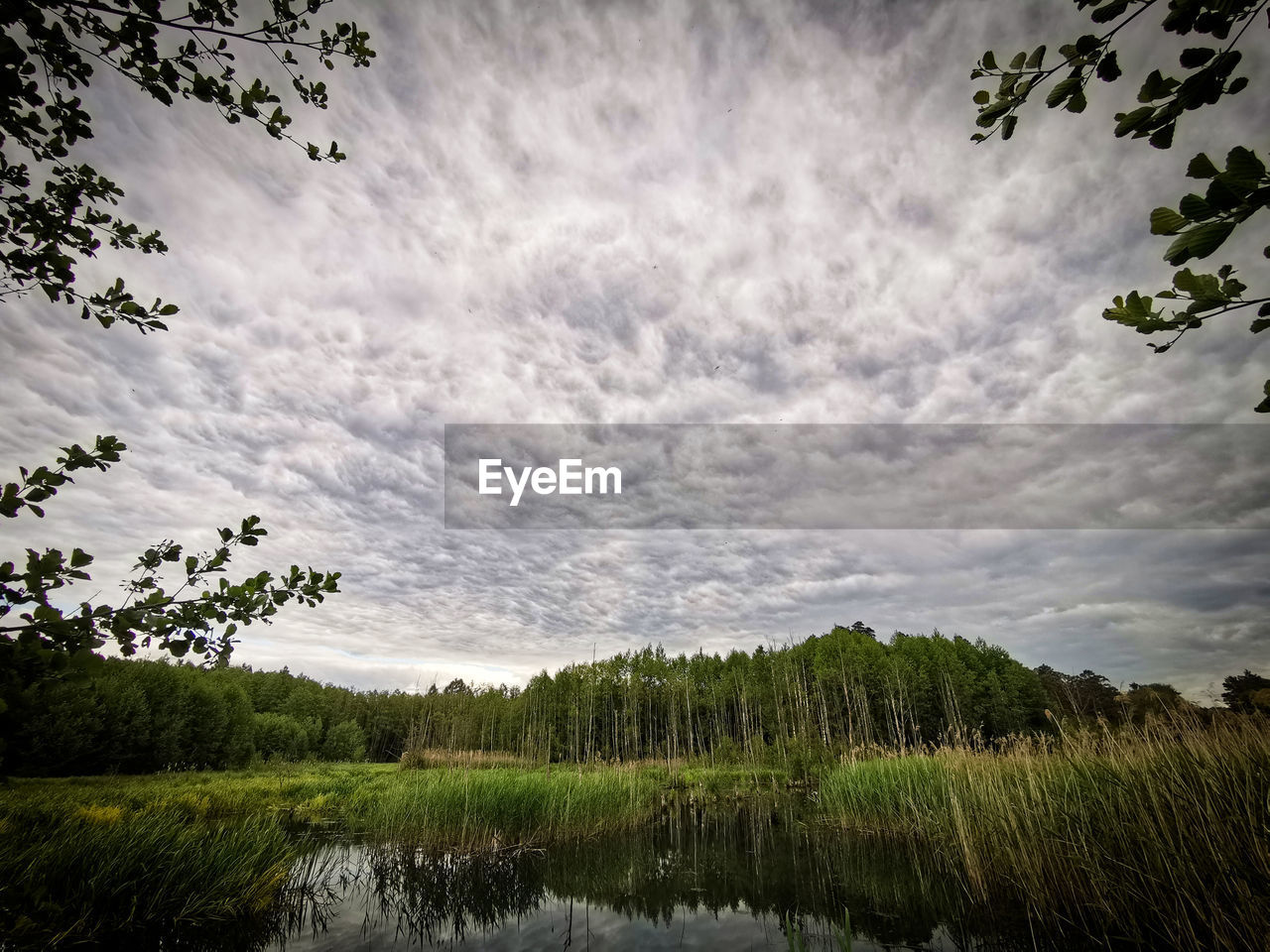 SCENIC VIEW OF TREES AGAINST SKY DURING SUNSET