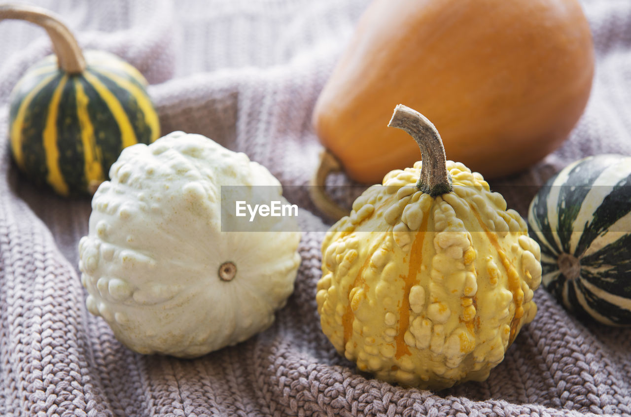 A rustic autumn still life with pumpkins on knitted textile background