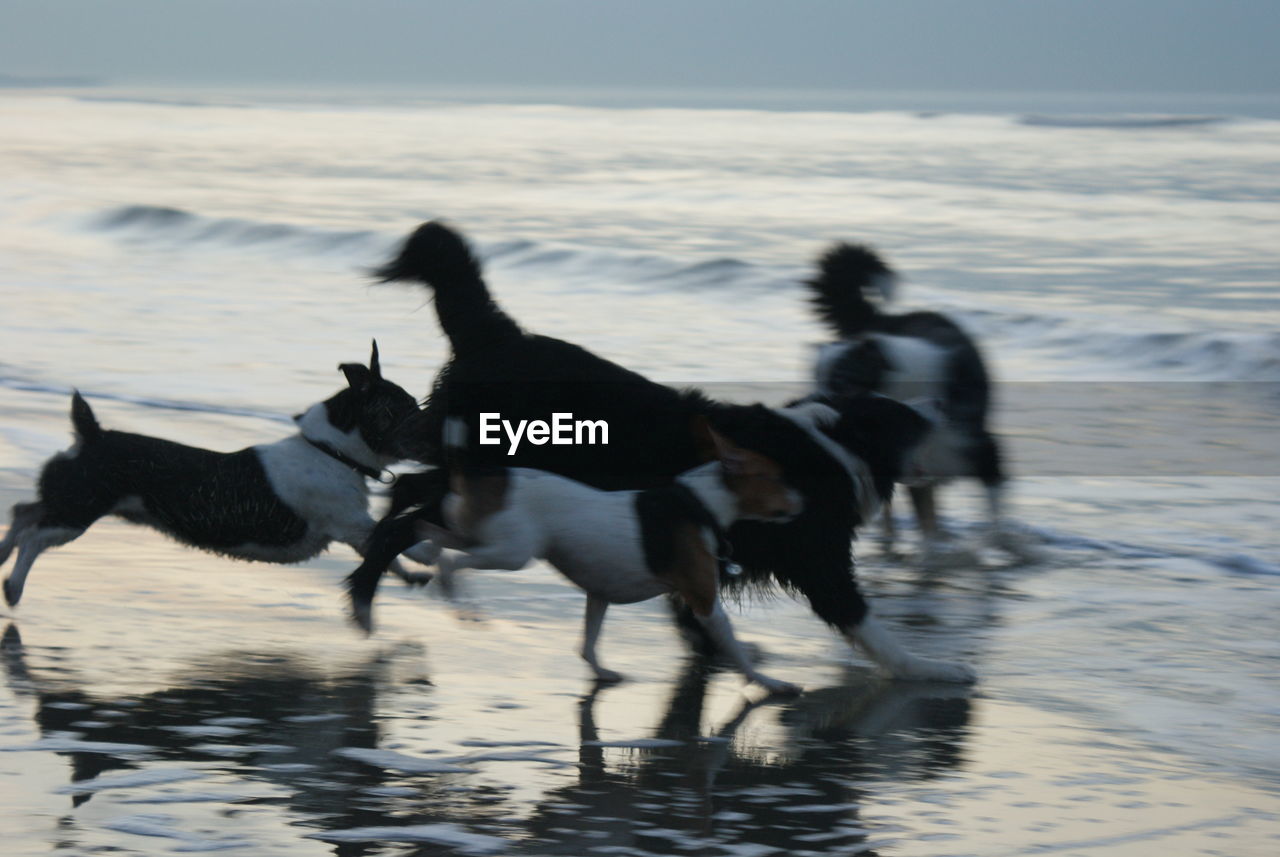 Dogs on beach