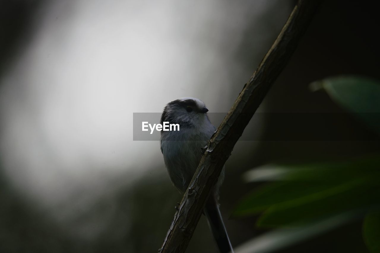 CLOSE-UP OF BIRD PERCHING ON PLANT