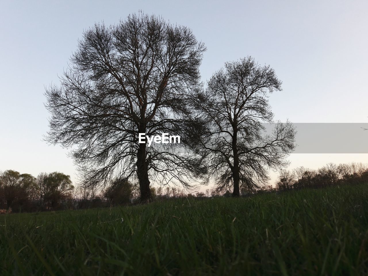 LOW ANGLE VIEW OF TREES AGAINST CLEAR SKY