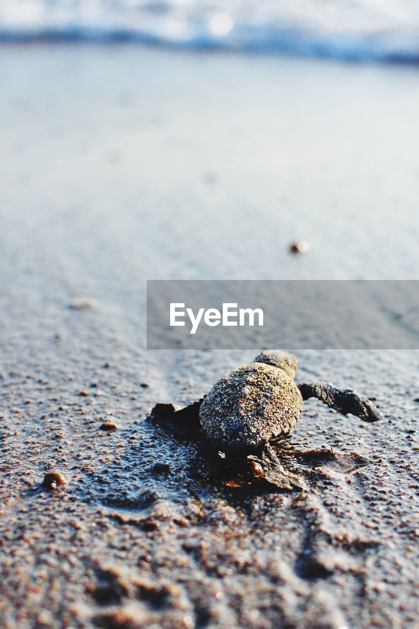 Close-up of  turtle on beach