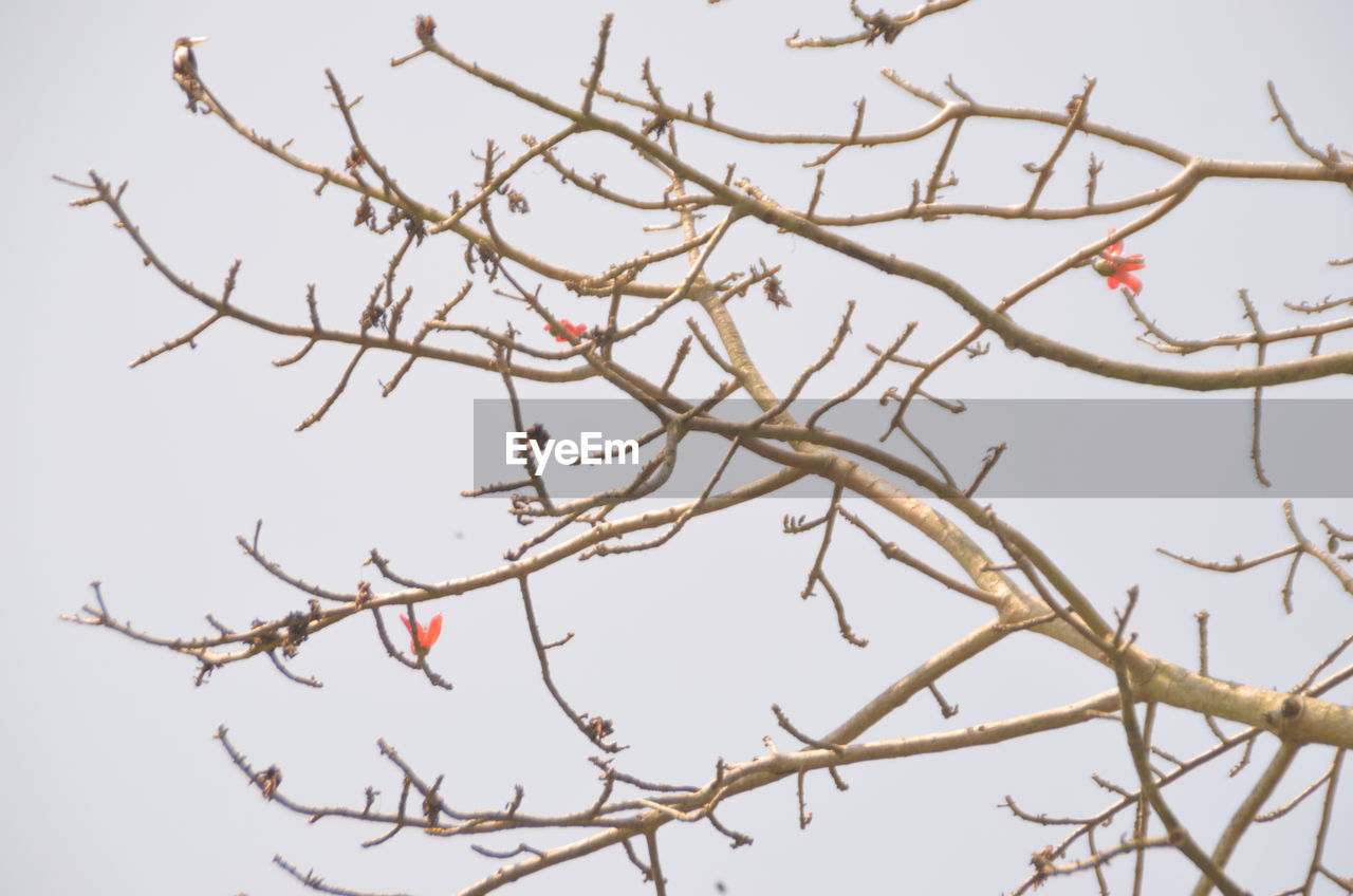 LOW ANGLE VIEW OF BIRD ON BRANCH AGAINST CLEAR SKY