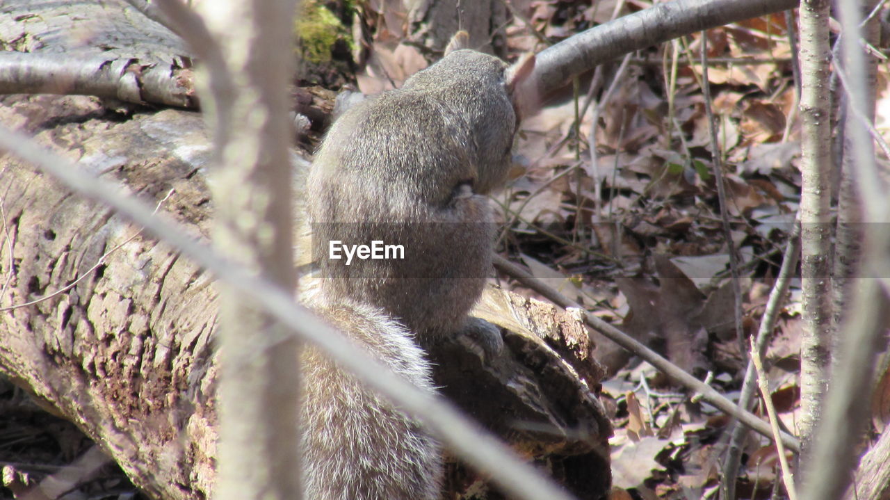 SQUIRREL ON BRANCH