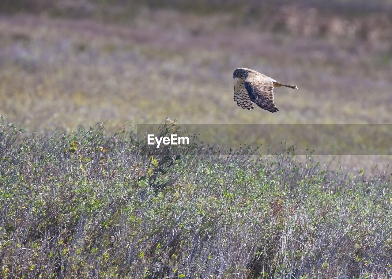 BIRD FLYING OVER THE FIELD