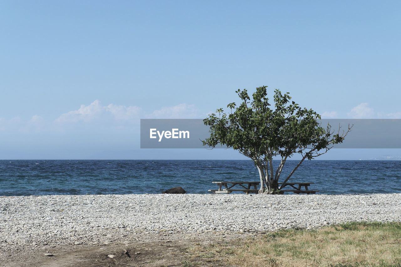 TREES ON BEACH AGAINST SKY