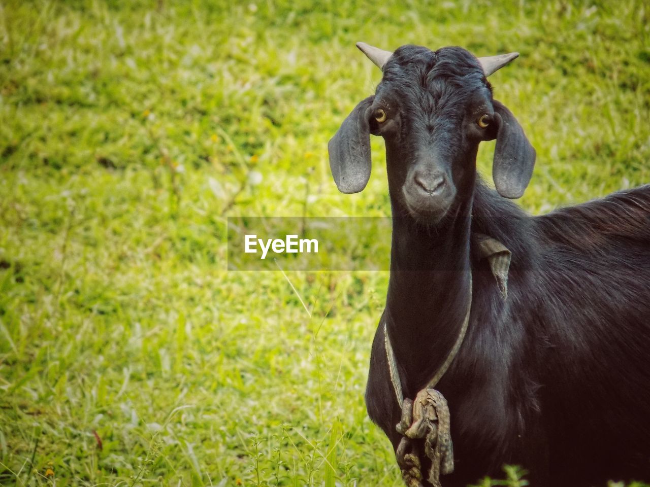Portrait of a goat on field