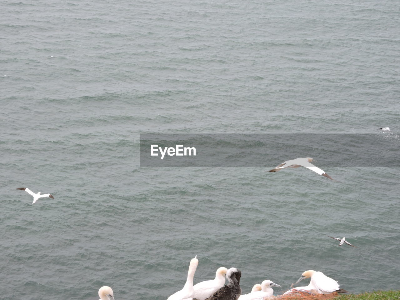 SEAGULLS FLYING OVER SEA