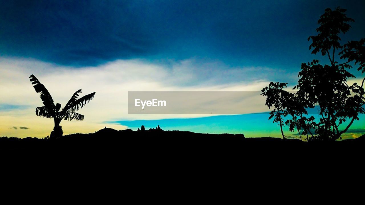 SILHOUETTE OF TREES AGAINST SKY